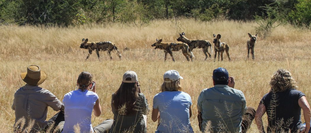 Bush Walk From Camelthorn Lodge In Hwange