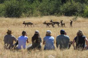 Bush Walk From Camelthorn Lodge In Hwange