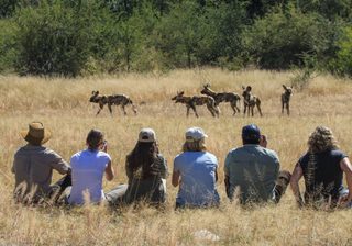 Bush Walk From Camelthorn Lodge In Hwange Bush Walk From Camelthorn Lodge In Hwange