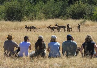 Bush Walk From Camelthorn Lodge In Hwange