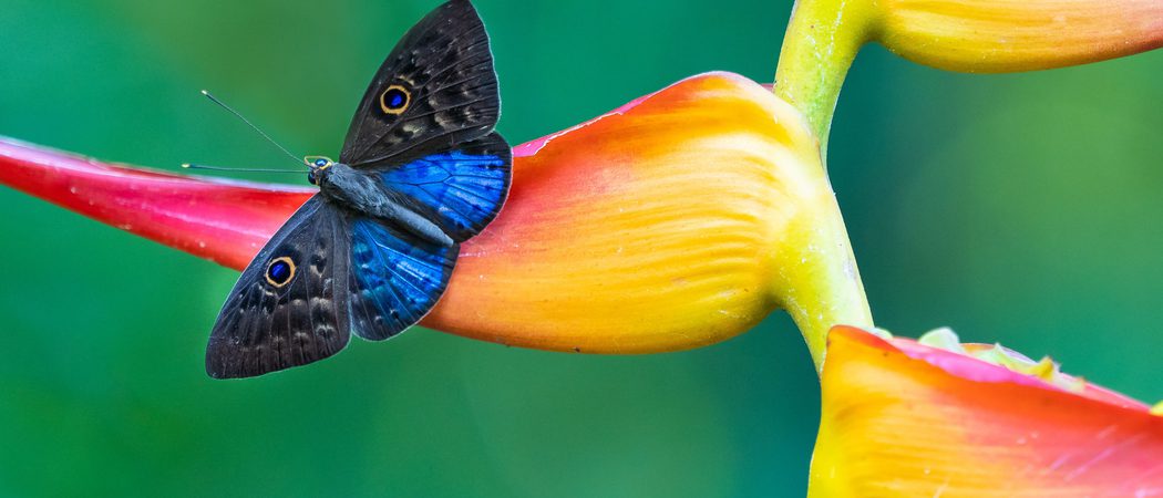Butterfly on a bird of paradise flower Puntaarenas Costa Rica