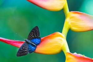Butterfly on a bird of paradise flower Puntaarenas Costa Rica