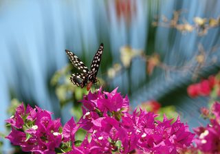 Butterfly Butterfly
