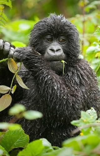 Bwindi Lodge Gorilla