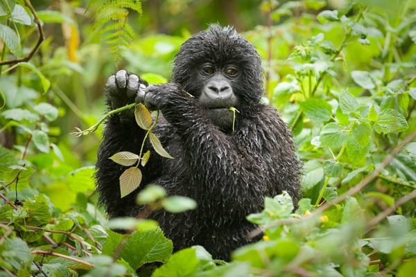 Bwindi Lodge Gorilla Bwindi Lodge Gorilla