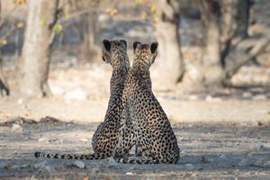 Cheetah Pair At Ongava Etosha Cheetah Pair At Ongava Etosha