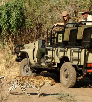 Chiawa Camp Leopard Inches Away From The 4X4