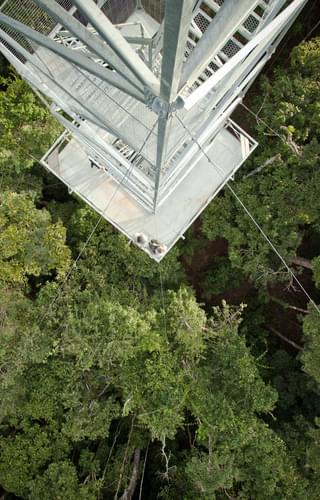Cl Canopy Tower From Above Ii Samuel Melim