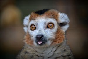 Crowned Lemur Male Portrait Lovely Kanto Crowned Lemur Male Portrait Lovely Kanto
