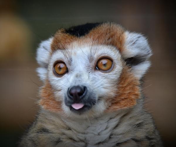 Crowned Lemur - Kanto