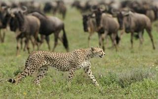 Calving Season Serengeti Main 5 Calving Season Serengeti Main 5