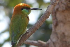 Cambodia bird