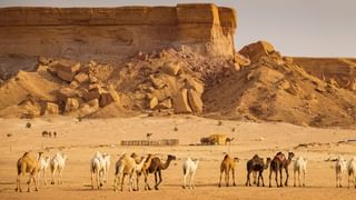 Camel herd near Riyadh Saudi Arabia Souq Al Jamal camel market canva pro Camel herd near Riyadh Saudi Arabia Souq Al Jamal camel market canva pro