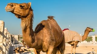 Camel in Doha Qatar canva pro Camel in Doha Qatar canva pro