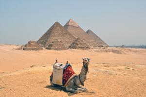 Camel sitting in front of the Pyramids of Giza Cairo Egypt