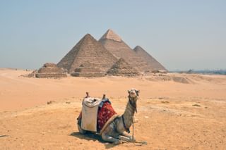 Camel sitting in front of the Pyramids of Giza Cairo Egypt Camel sitting in front of the Pyramids of Giza Cairo Egypt