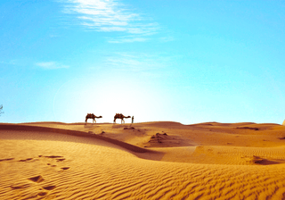 Camels Walking Through the Desert Canva Pro Camels Walking Through the Desert Canva Pro