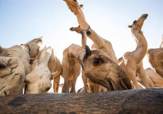 Camels At A Well