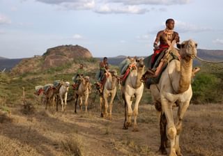 Camels In Laikipia At Ol Malo Camels In Laikipia At Ol Malo
