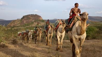 Camels In  Laikipia At  Ol  Malo