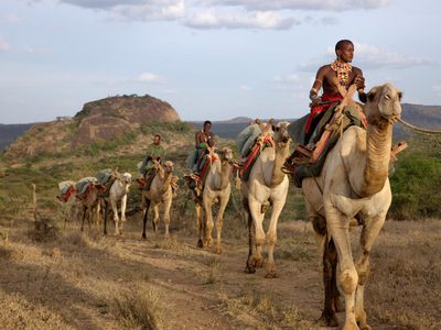 Camels In  Laikipia At  Ol  Malo