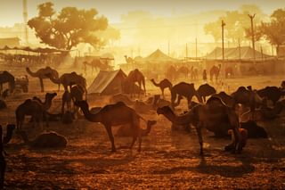 Camels In Rajasthan Camels In Rajasthan