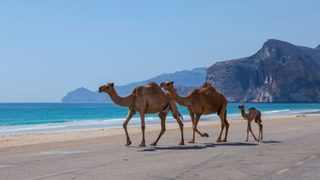 Camels on the road Dhofar Oman Canva Pro Camels on the road Dhofar Oman Canva Pro