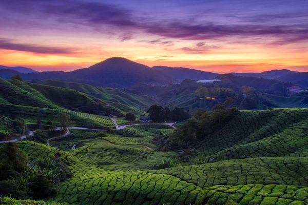 Cameron Highlands Malaysia Cameron Highlands Malaysia