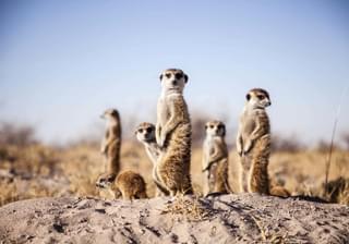 Camp Kalahari Meerkats