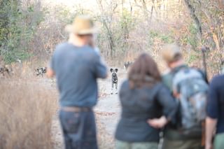 Camp Mana Game Walk wild dogs Mana Pools National Park Zimbabwe Martina Warwick Camp Mana Game Walk wild dogs Mana Pools National Park Zimbabwe Martina Warwick