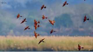 Camp Mana Mark Jacobson photographer carmine bee eaters Mana Pools National Park Zimbabwe Martina Warwick Camp Mana Mark Jacobson photographer carmine bee eaters Mana Pools National Park Zimbabwe Martina Warwick