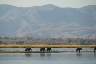 Camp Mana elephans on the Zambezi by camp Mana Pools National Park Zimbabwe Martina Warwick Camp Mana elephans on the Zambezi by camp Mana Pools National Park Zimbabwe Martina Warwick
