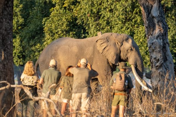 Camp Mana game walk elephants Mana Pools National Park Zimbabwe Martina Warwick Copy Camp Mana game walk elephants Mana Pools National Park Zimbabwe Martina Warwick Copy