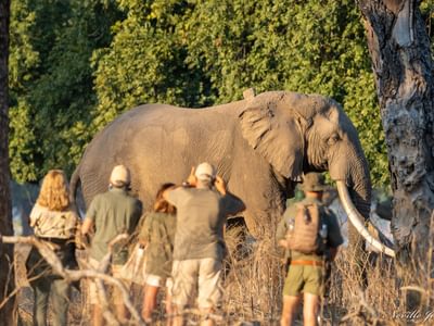 Camp Mana game walk elephants Mana Pools National Park Zimbabwe Martina Warwick Camp Mana game walk elephants Mana Pools National Park Zimbabwe Martina Warwick