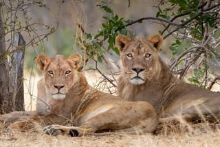 Camp Mana lion couple mating near camp Mana Pools National Park Zimbabwe Martina Warwick Camp Mana lion couple mating near camp Mana Pools National Park Zimbabwe Martina Warwick