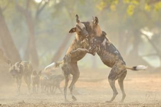 Camp Mana wild dogs of Mana Pools Mana Pools National Park Zimbabwe Martina Warwick Camp Mana wild dogs of Mana Pools Mana Pools National Park Zimbabwe Martina Warwick