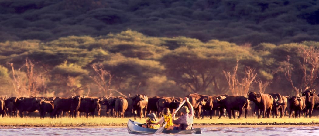 Canoeing Arusha Np With Buffaloes
