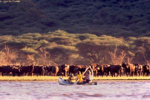 Canoeing Arusha Np With Buffaloes