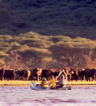 Canoeing Arusha Np With Buffaloes
