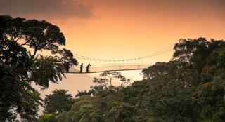 Canopy Walk Chimpanzee Tracking Nyungwe Forest National Park Rwanda 3 Canopy Walk Chimpanzee Tracking Nyungwe Forest National Park Rwanda 3