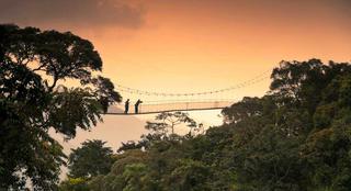 Canopy Walk Chimpanzee Tracking Nyungwe Forest National Park Rwanda 3