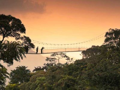 Canopy Walk Chimpanzee Tracking Nyungwe Forest National Park Rwanda 3 Canopy Walk Chimpanzee Tracking Nyungwe Forest National Park Rwanda 3