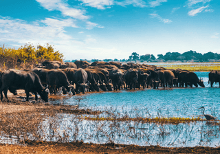 Cape Buffalo at Chobe river Botswana safari wildlife Canva Pro Cape Buffalo at Chobe river Botswana safari wildlife Canva Pro
