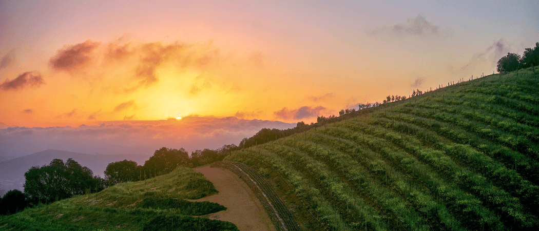 Cape Winelands Sunset Canva Pro
