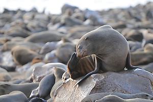 Cape Cross Seal Cape Cross Seal