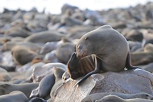 Cape Cross Seal