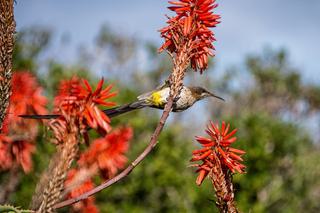 Cape sugarbird capetown south africa