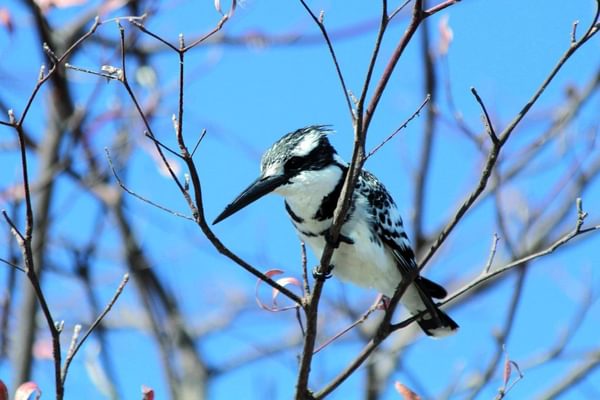 Caprivi Strip Birding Caprivi Strip Birding