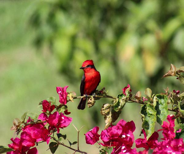 Cardinal Bird National Park Colombia min