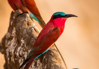 Carmine Bee Eater